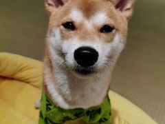 -逗柴咖啡屋·狗咖猫咖宠物桌游
