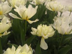 -上海鲜花港