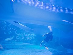 -烟台海昌鲸鲨海洋公园