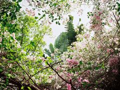 -深圳国际园林花卉博览园