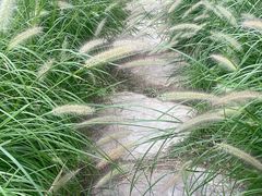 -燕郊植物园