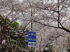 -武汉大学-樱园