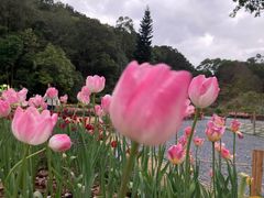-深圳仙湖植物园