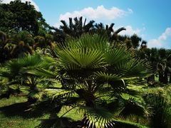 -中国科学院西双版纳热带植物园