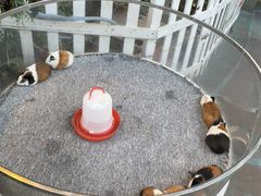 -广州长隆国际大马戏