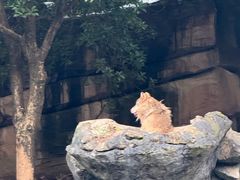 -杭州野生动物世界