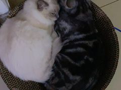 -美联众合宠物医院·爱萌分院·内外科·猫科中心
