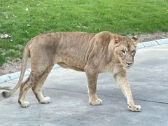 -北京野生动物园