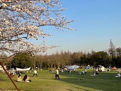 -上海滨江森林公园
