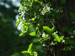 -黄海国家森林公园