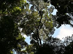 -西双版纳原始森林公园