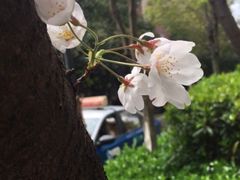 -青枫公园