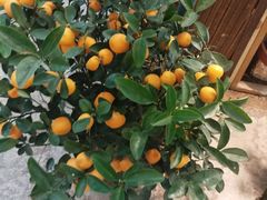 -双季花艺园艺市场(浦东店)