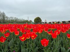 -荷兰花海