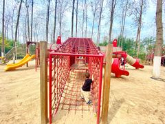 -合肥滨湖国家森林公园