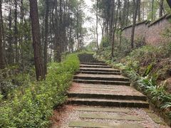 -铁山坪森林公园