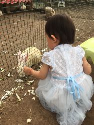 -上美四季动物农场