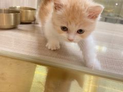 -飞行喵MR PILOT|猫舍·猫咖(静安大融城店)