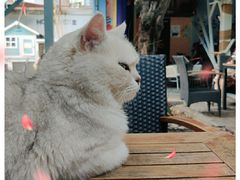 -喵屿·大理花园猫咖