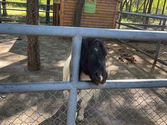 -长白岛森林公园