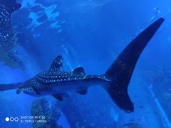 -成都浩海立方海洋公园