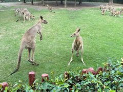 -上海野生动物园老虎餐厅