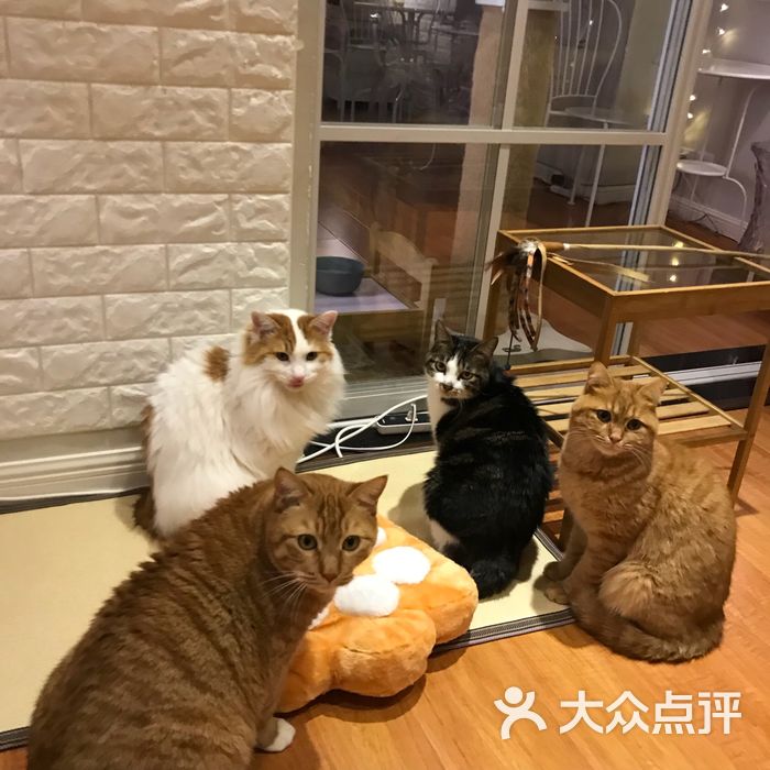 麦麦猫咪爱之屋猫咪咖啡馆