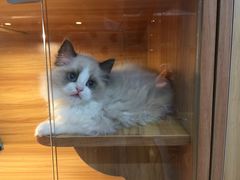 -猫十亿·布偶金渐层·曼基康矮脚猫舍(青年路店)