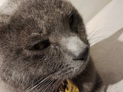 -喵屿·大理花园猫咖