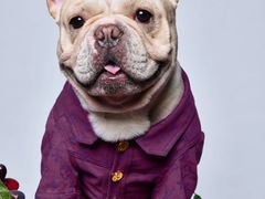 -PETKIT 小佩宠物·低压洗护·美容·寄养(安远店)