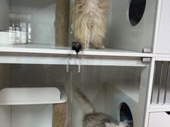 -十月米努特矮脚猫舍