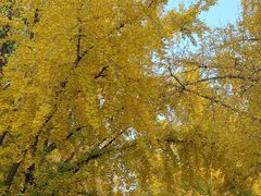 -三里屯东五街银杏大道