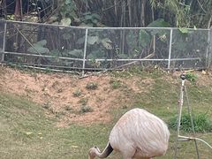 -深圳野生动物园