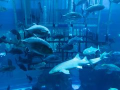 -迪拜水族馆及水下动物园
