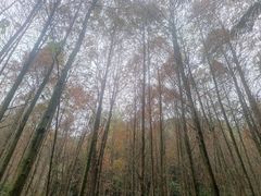 -凤栖山