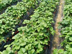 -小鱼草莓采摘园农家乐·小鱼餐厅