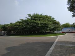 -青枫公园