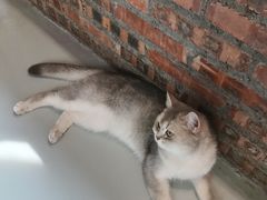 -豆逗聊愈猫阁Easy Life