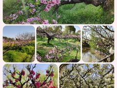-南汇桃花村