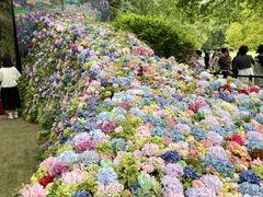 -上海共青森林公园