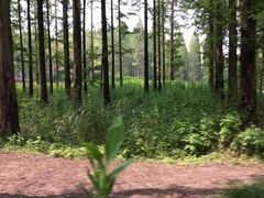 -黄海国家森林公园