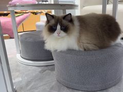 -爱洗澡的猫(天河路店)