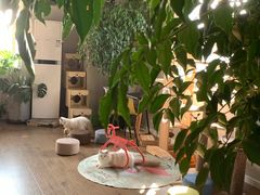 -东方名猫馆·英短金渐层布偶猫舍(环线广场1号楼店)