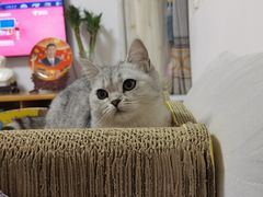 -宠福鑫康馨动物医院·骨科·眼科