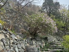 -北京鹫峰国家森林公园