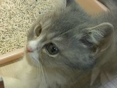 -屋虎猫馆(宝安大仟里店)