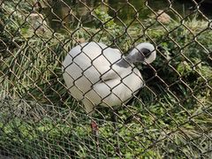 -石家庄市动物园