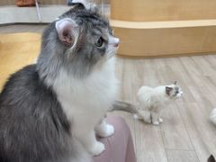 -瞄一喵猫咖(格力海岸店)