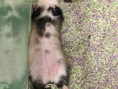 -藦茜花园宠物主题亲子互动体验馆(国顺东路店)