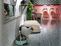 -喵屿·大理花园猫咖